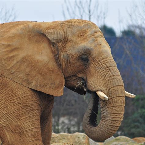 Inside The Minds Of Zoo Animals Science Friday