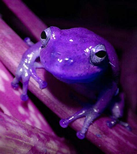 Look Ten Best Zoos In The Us Frog Purple Animals Beautiful