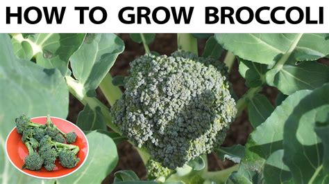 How To Grow Broccoli From Seed To Harvest A Complete Guide Growing