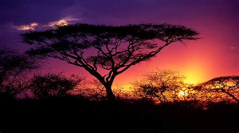 Acacia Tree African Tree African Sunset Beautiful Landscape Photography