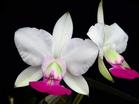 C Walkeriana Semi Alba X Self Carmela Orchids Inc