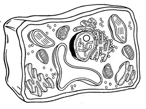 Animal cell coloring the answer key to the cell coloring worksheet is available at teachers pay teachers.payments help support biologycorner.com. Plant Cell Coloring Sheet. This is a great image to trace ...