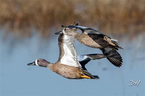 Blue Winged Teal Flying Pair St Marks National Wildlife R Flickr