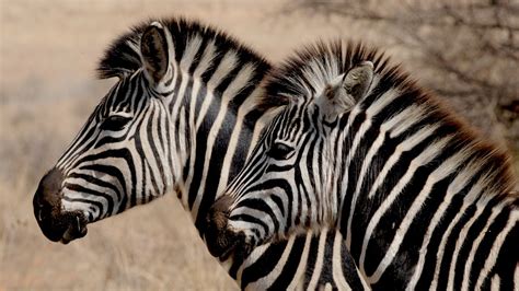 What is a zebra habitat like? Zebras Facts | Cool Kid Facts
