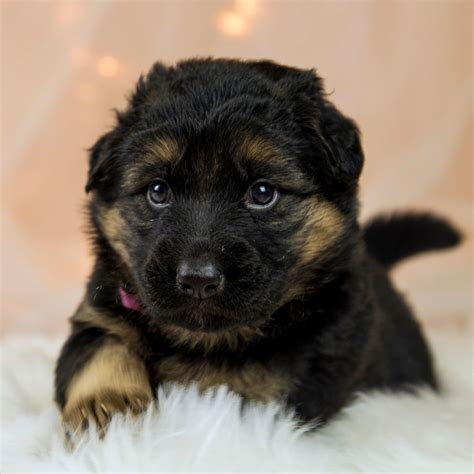 Paris Solid Black German Shepherd Puppies For Sale Florida