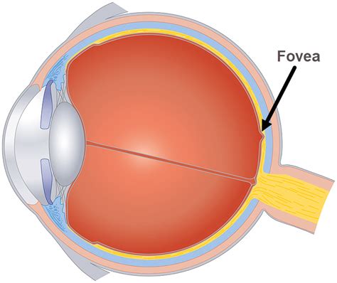 Fovea Eye Patient