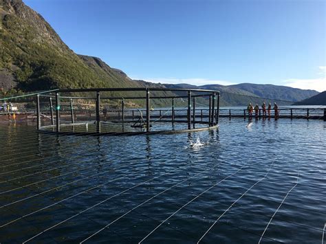 The placentia bay aquaculture project of grieg nl has made significant progress and is soon ready for the first eggs to. Jonathan Cartu Declared: Grieg Seafood on 'diving' into ...