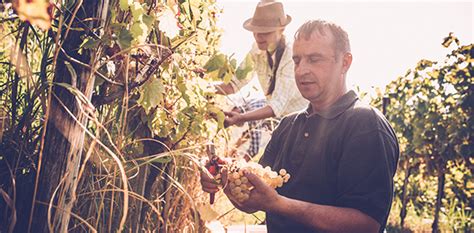How To Become A Viticulturist In Australia