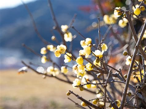 What Is Wintersweet Information About Wintersweet Shrubs In The Landscape