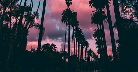 Sunset Clouds Pink Sky Palm Trees Tropics