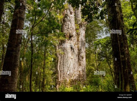 Tane Mahuta The Lord Of The Forest One Of The Largest Kauri Trees In