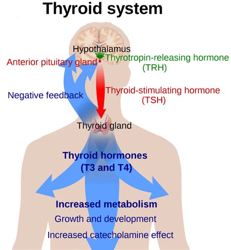 Do You Know The Importance Of Iodine And Your Thyroid Vitamins And