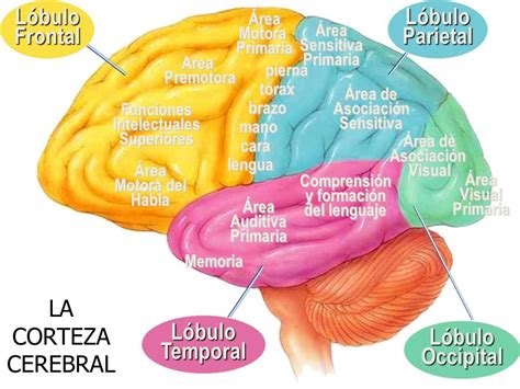 Rincon Cientifico Cerebro Y Cognición