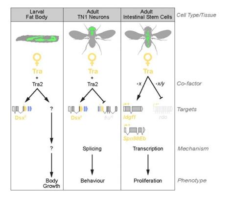 New Insights Into Sex Differences In Drosophila Development And