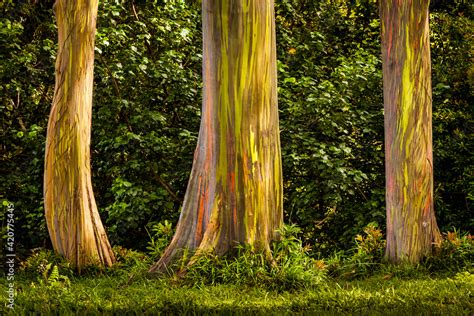Rainbow Eucalyptus Trees On The Road To Hana Maui Stock Foto Adobe Stock