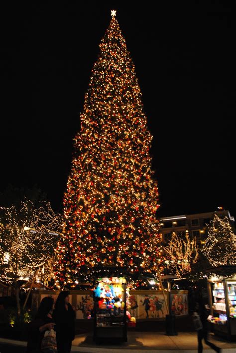 Tre Sei Cinque O Christmas Tree Of Giant Proportions
