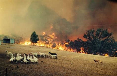 It was renovated to serve as a fire station in 1904. Adelaide Hills bushfire: How disaster struck on Adelaide's ...