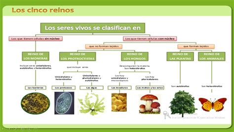 Mapa Mental Los Reinos De La Naturaleza