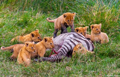 Lion Cubs First Meal Serengeti National Park Tanzania 2019 Steve