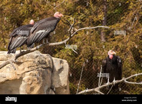 Captive California Condors Santa Barbara Zoo Santa Barbara