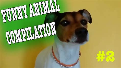 Funny Animal Compilation 2020 2 Youtube