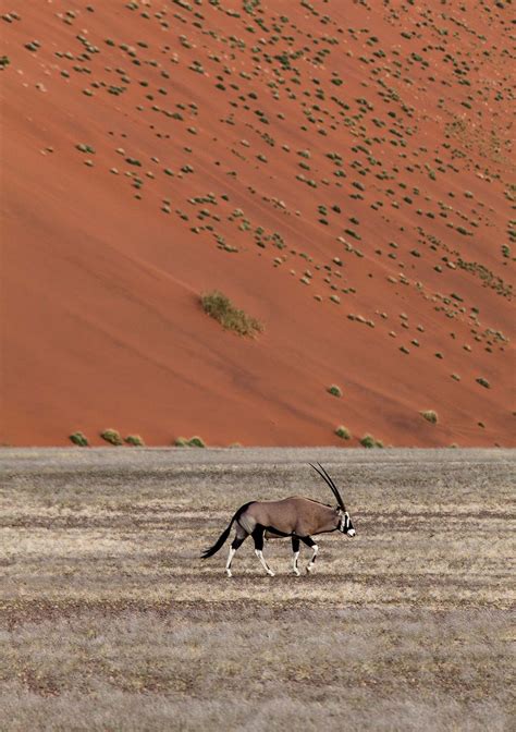 Oryx World Photography Image Galleries By Aike M Voelker