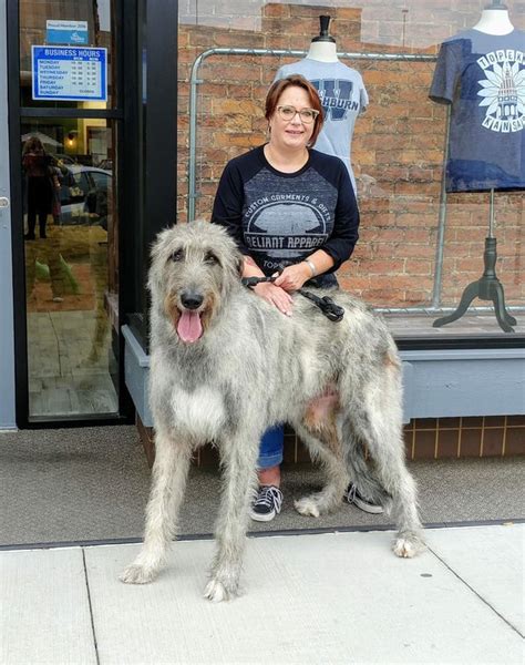 18 Month Old Irish Wolfhound Rpics