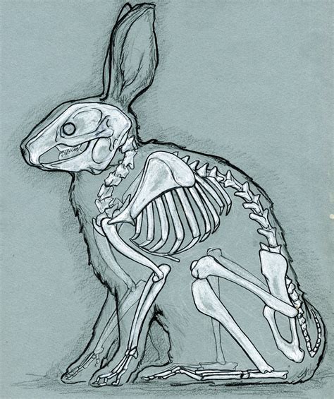 Image Result For Rabbit Skeleton Images Anatomy Art Skeleton
