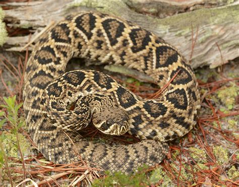 Images Eastern Diamondback Rattlesnake Volusia Naturalist