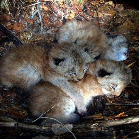 Canada Lynx Kittens Sleeping Peacefully In Their Den While Mother Is Away Hunting For Snowshoe