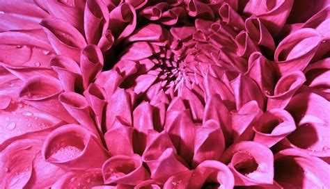 Flower Pink Botany Free Image On Pixabay