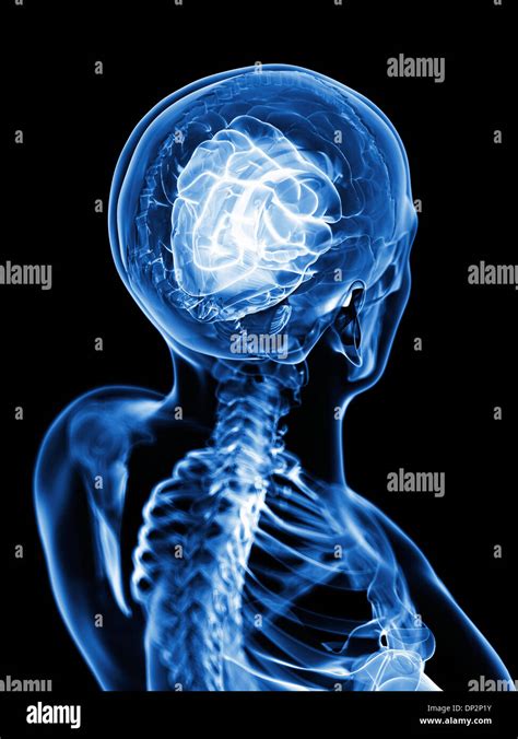 Human Brain Artwork Stock Photo Alamy