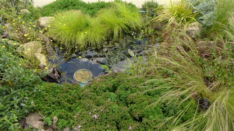 Plants For A Small Wildlife Pond — Bbc Gardeners World Magazine