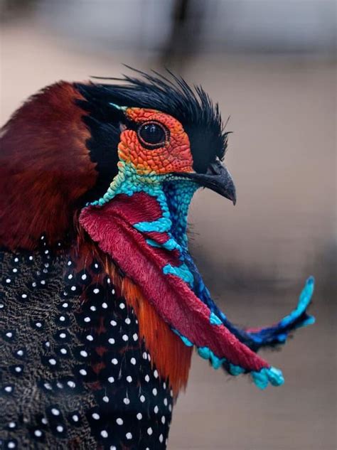 In Order For The Western Tragopans To Mate The Male Deploys His Finery