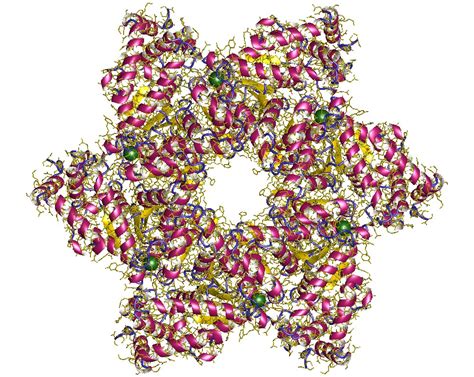 Antigens, Polyomavirus Transforming; Polyomavirus Large T Antigens