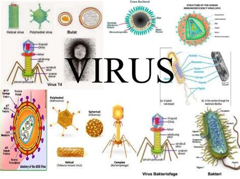 Virus Biology Quiz Quizizz