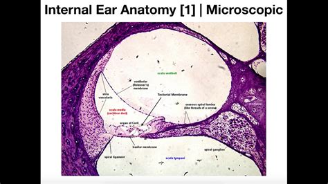 Microscopic Anatomy Of The Cochlea Organ Of Corti Youtube