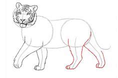 How to Draw a Tiger | Tiger illustration, Tiger zeichnung, Tiger malen