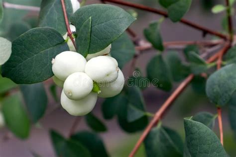 White Berries Of Symphoricarpos Albus Known As Common Snowberry On A