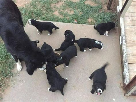 2 Months Old Border Collie Puppies Roswell Puppies For Sale Near Me