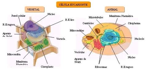 MERAKBAL ENTE: celula animal y sus partes