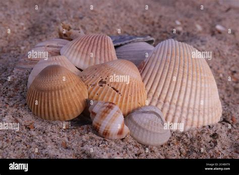 Seashells On The Beach Of The Atlantic Ocean At Emerald Isle Nc On The