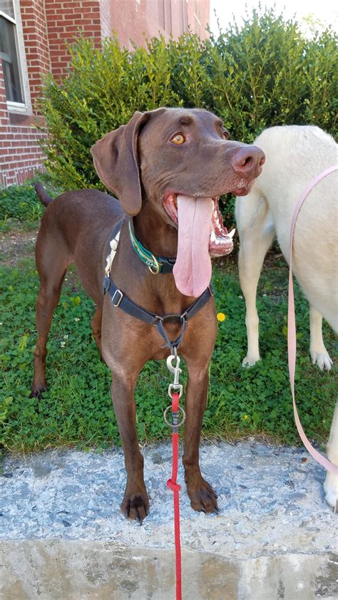 Dog days of the pandemic create a thriving economy for man's best