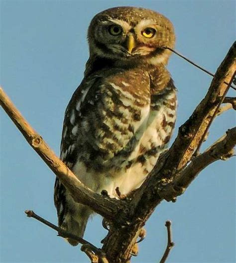 Forest Owlet Birds Of India Bird World