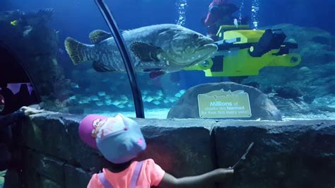 Legoland Aquarium Youtube