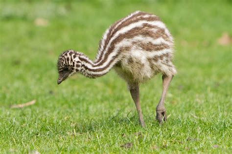 Baby Emu All You Need To Know Facts And Pictures Bird Nature