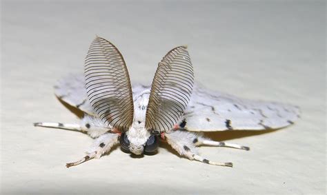 Pin By Minanda Minanda On Lilah Poodle Moth Venezuelan Poodle Moth