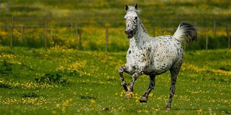 11 Black And White Horse Breeds With Photos Helpful Horse Hints