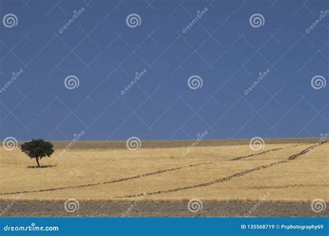Isolated Tree In Cultivated Field Stock Image Image Of Cloudless
