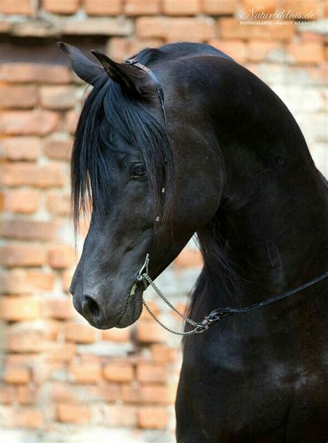 pin     prophetic art  cavalos minha paixao black horses cute horses horses